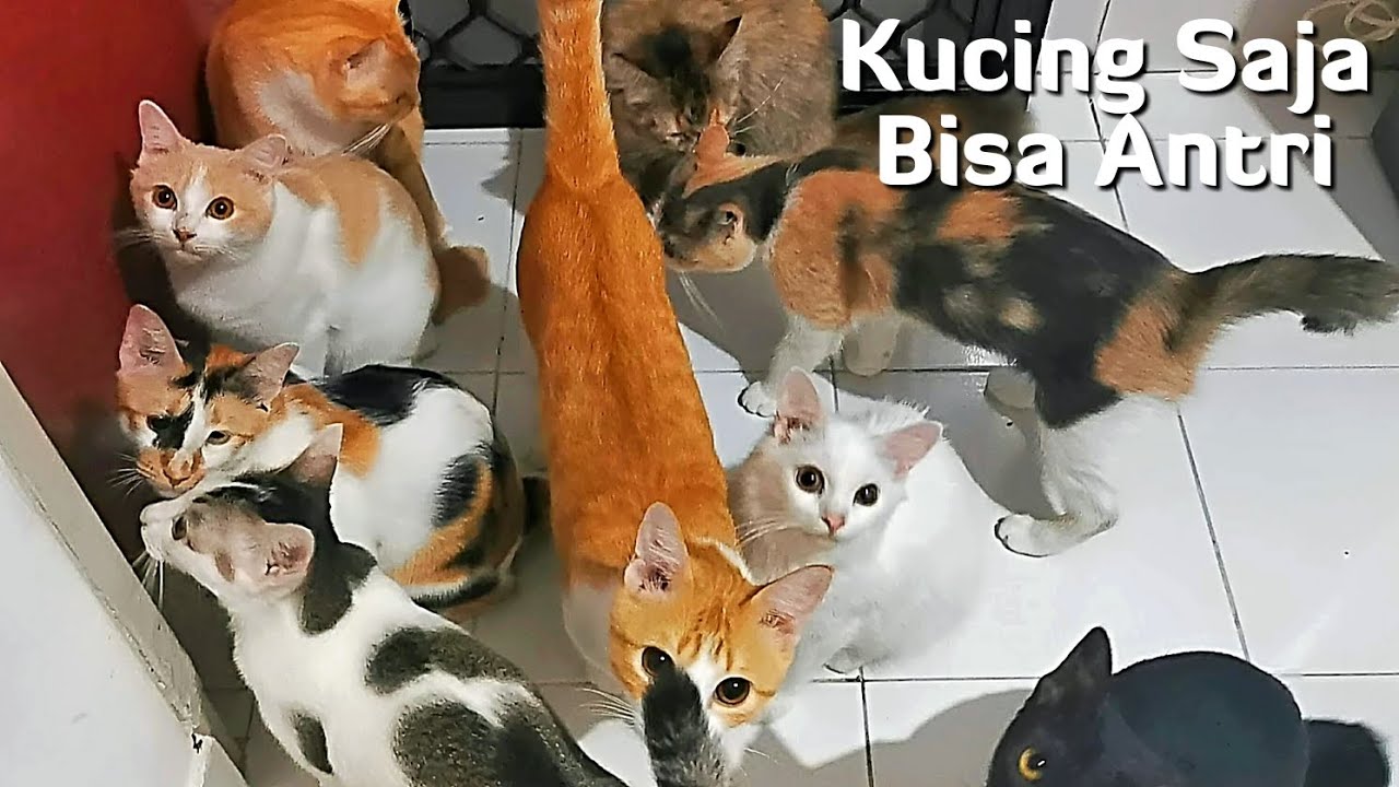 Download Gambar Kucing Mengantri Nomer 16