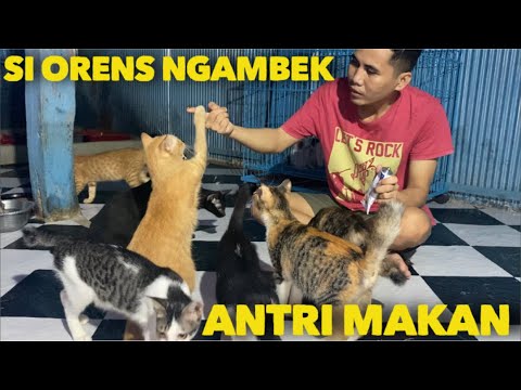 Detail Gambar Kucing Mengantri Nomer 22