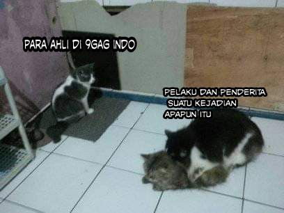 Detail Gambar Kucing Mengantri Nomer 28