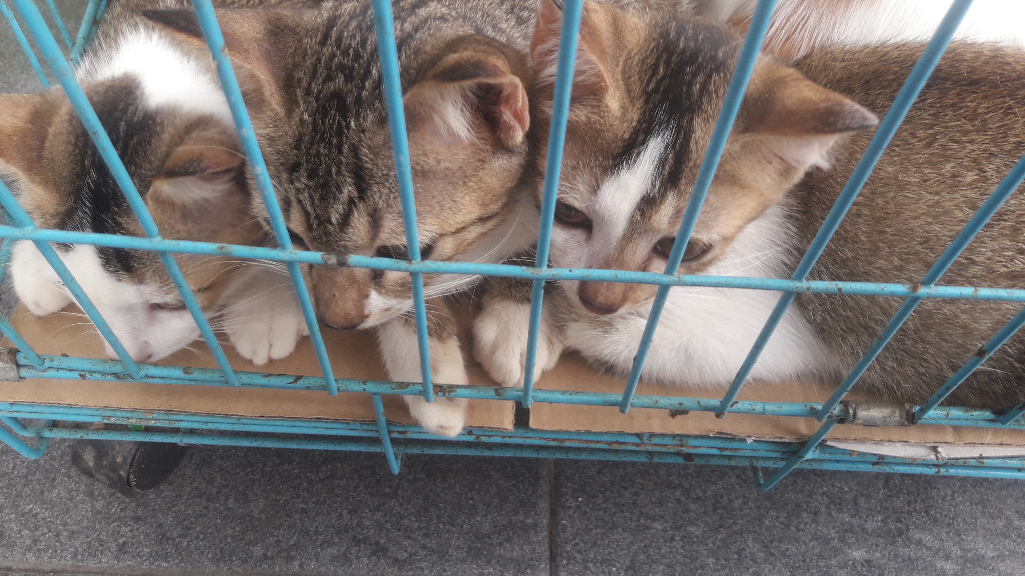 Detail Gambar Kucing Mengantri Nomer 32