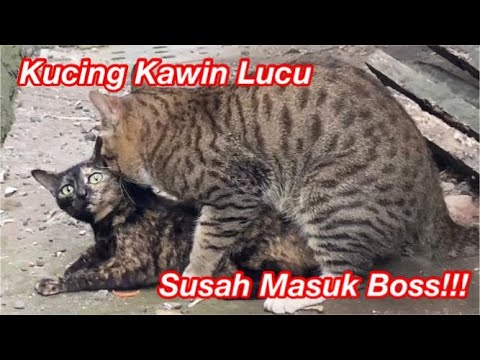 Detail Gambar Kucing Menikah Nomer 38