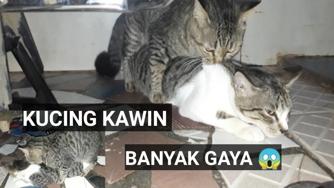 Detail Gambar Kucing Menikah Nomer 42