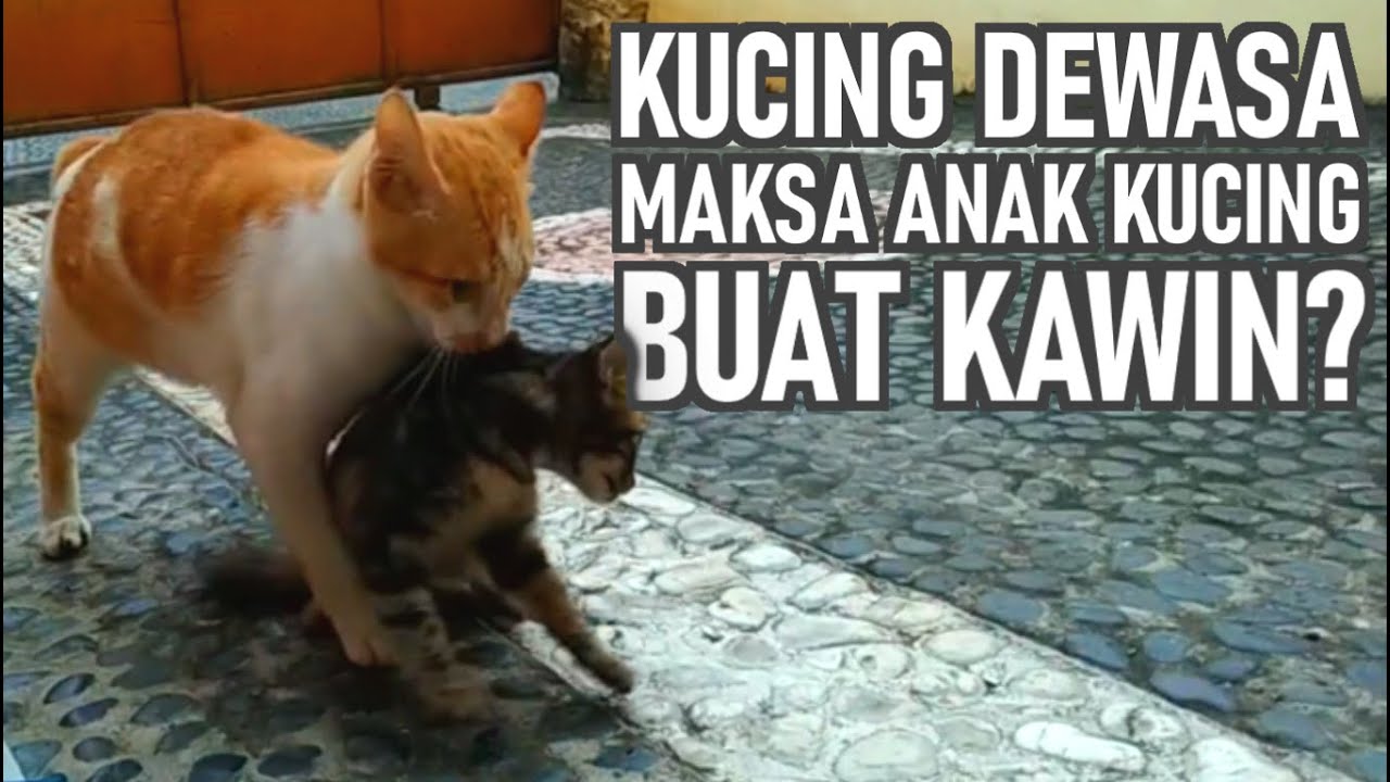 Detail Gambar Kucing Menikah Nomer 43