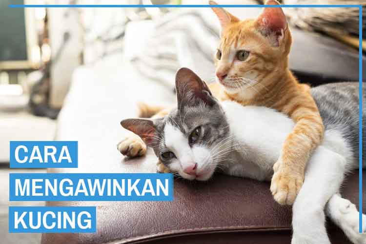 Detail Gambar Kucing Menikah Nomer 51