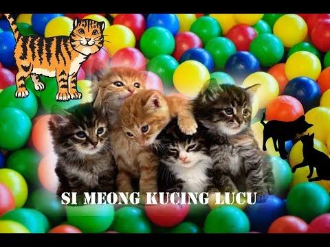 Detail Gambar Kucing Meong Meong Nomer 43