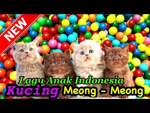 Detail Gambar Kucing Meong Meong Nomer 47