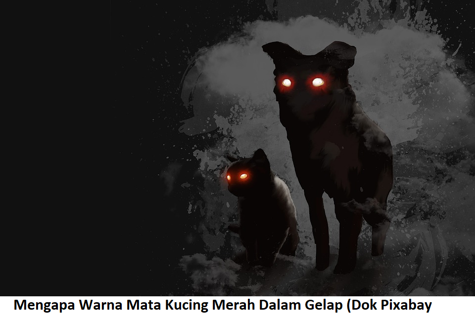 Detail Gambar Kucing Merah Nomer 29