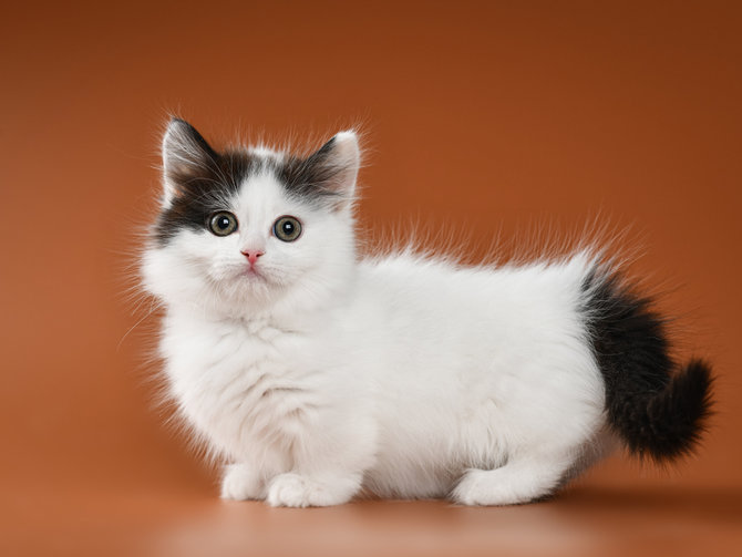 Gambar Kucing Munchkin - KibrisPDR