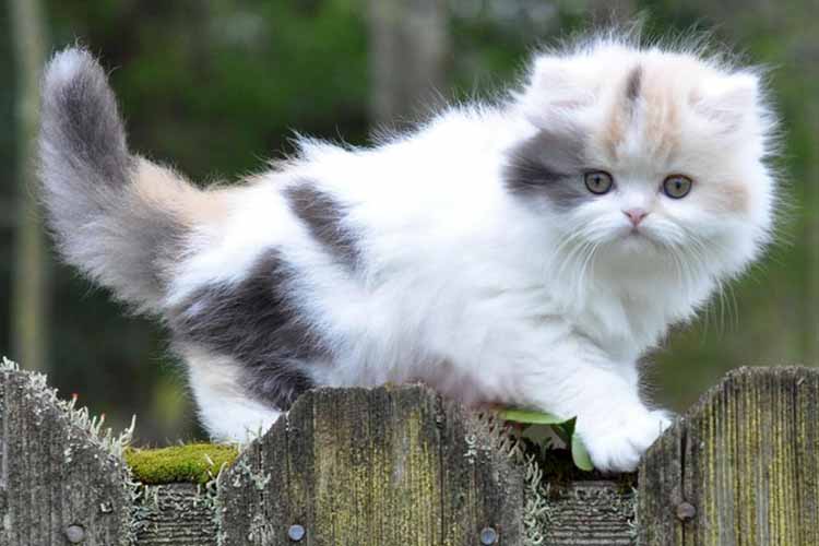 Detail Gambar Kucing Munchkin Nomer 35