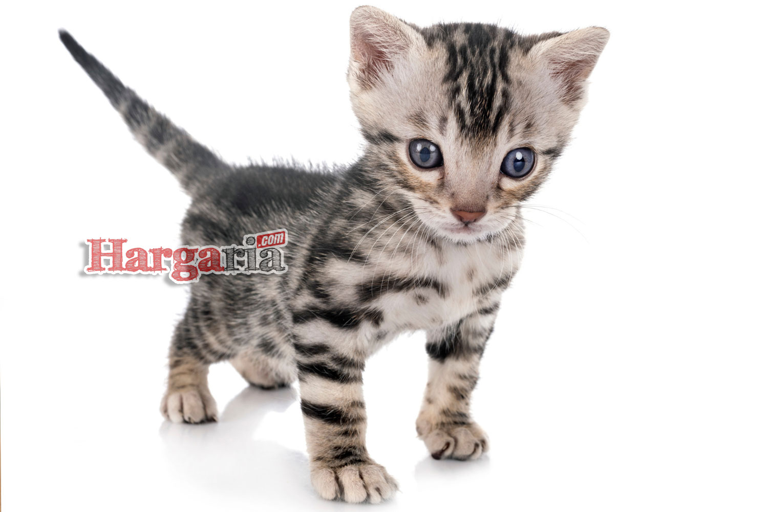 Detail Gambar Kucing Munchkin Nomer 36