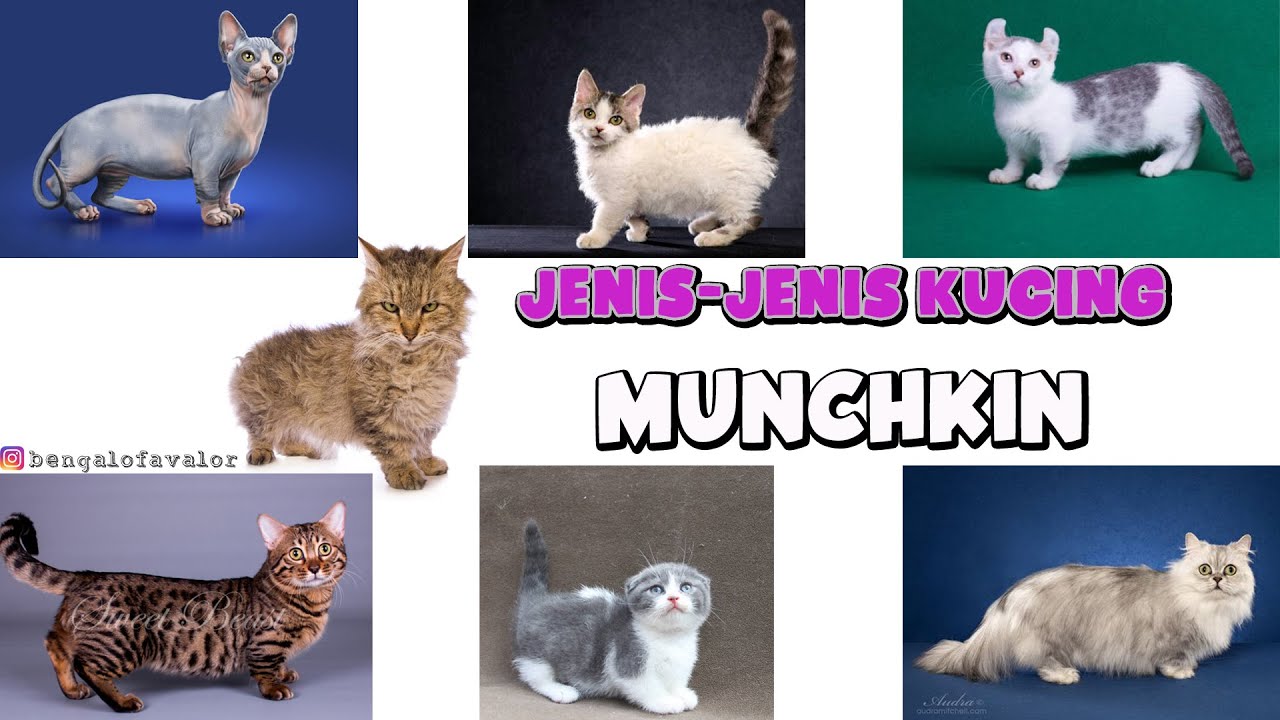 Detail Gambar Kucing Munchkin Nomer 45