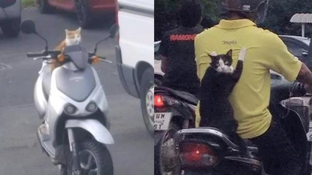 Gambar Kucing Naik Motor - KibrisPDR