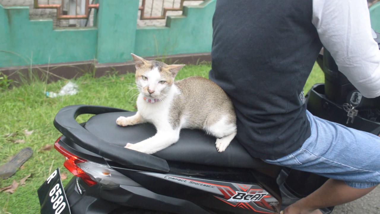 Detail Gambar Kucing Naik Motor Nomer 17