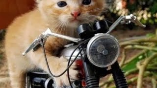 Detail Gambar Kucing Naik Motor Nomer 3