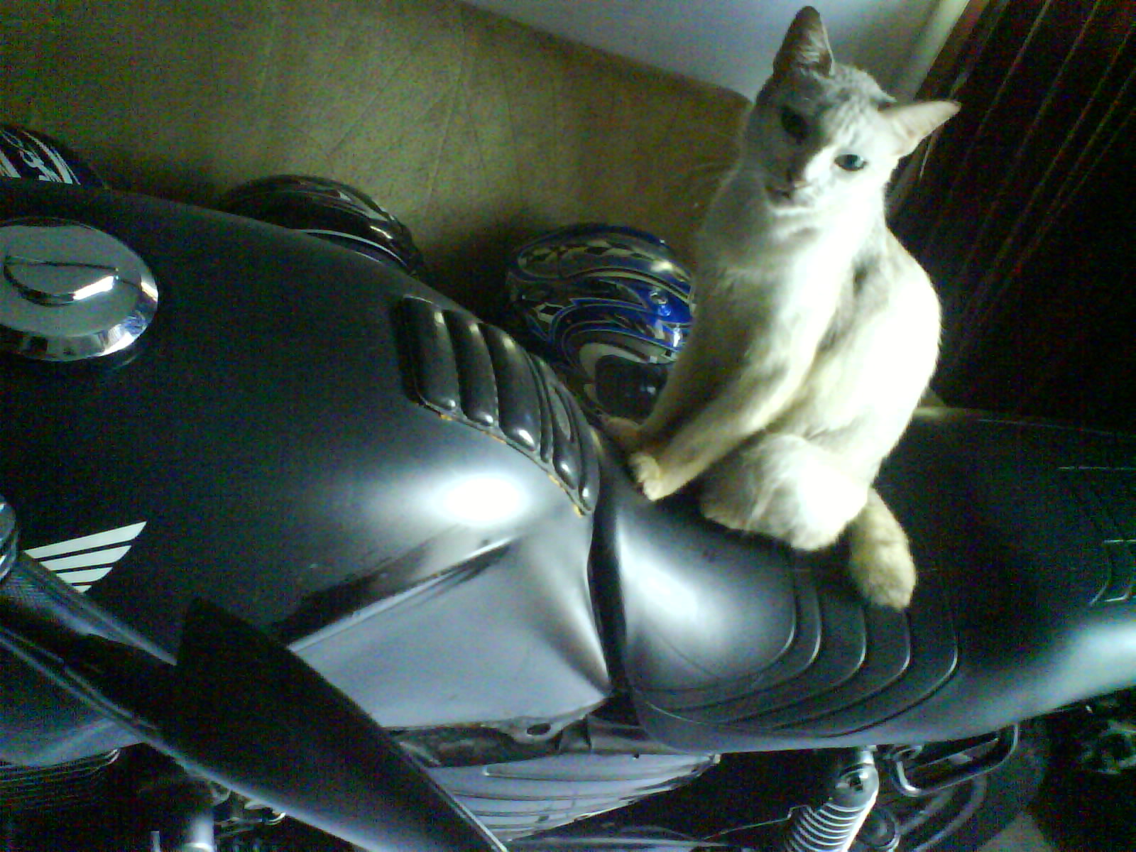 Detail Gambar Kucing Naik Motor Nomer 32