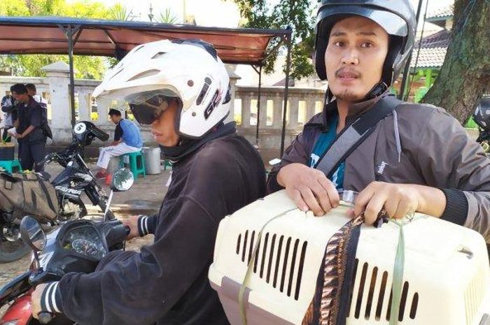 Detail Gambar Kucing Naik Motor Nomer 38