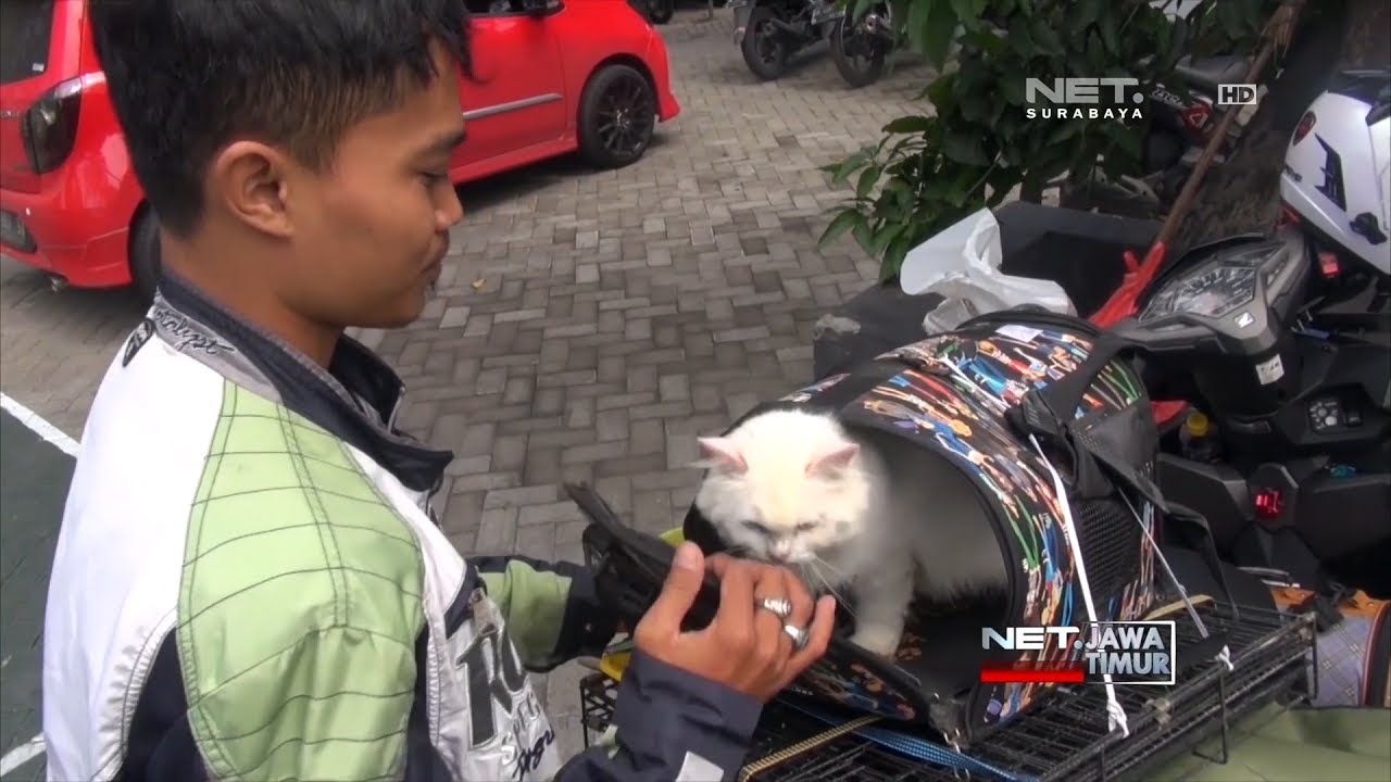 Detail Gambar Kucing Naik Motor Nomer 40