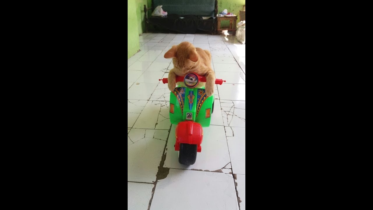 Detail Gambar Kucing Naik Motor Nomer 47