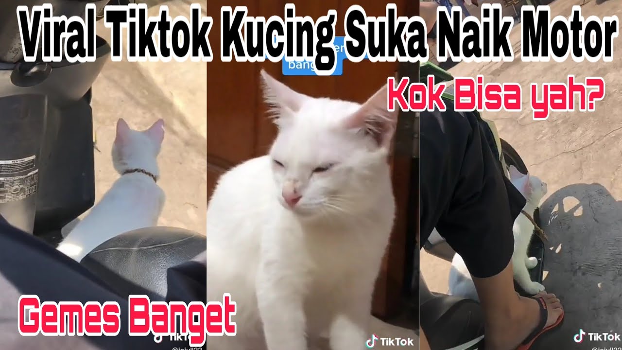 Detail Gambar Kucing Naik Motor Nomer 54