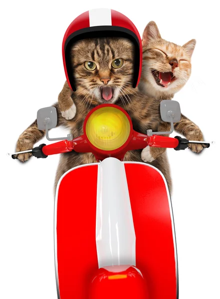 Detail Gambar Kucing Naik Motor Nomer 7