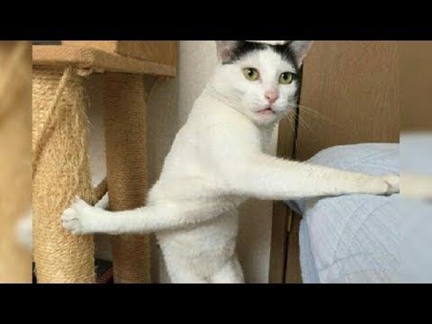 Detail Gambar Kucing Ngakak Nomer 12