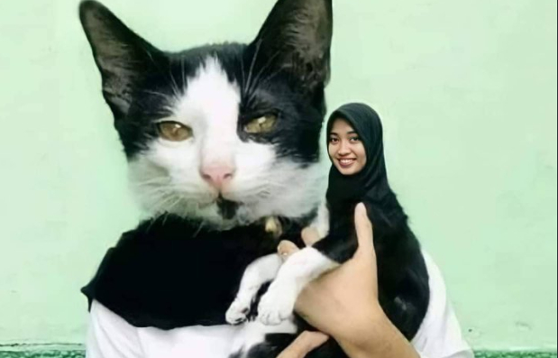 Detail Gambar Kucing Ngakak Nomer 14