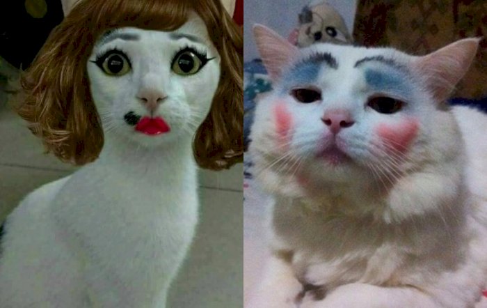 Detail Gambar Kucing Ngakak Nomer 15