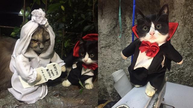 Detail Gambar Kucing Ngakak Nomer 20