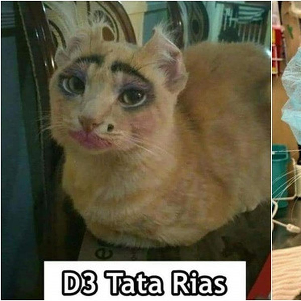 Detail Gambar Kucing Ngakak Nomer 3