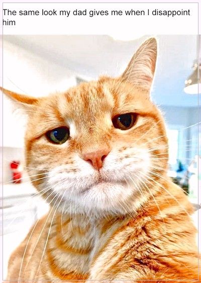 Detail Gambar Kucing Ngakak Nomer 21