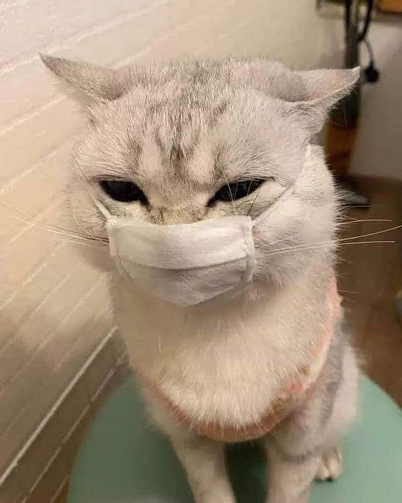 Detail Gambar Kucing Ngakak Nomer 24