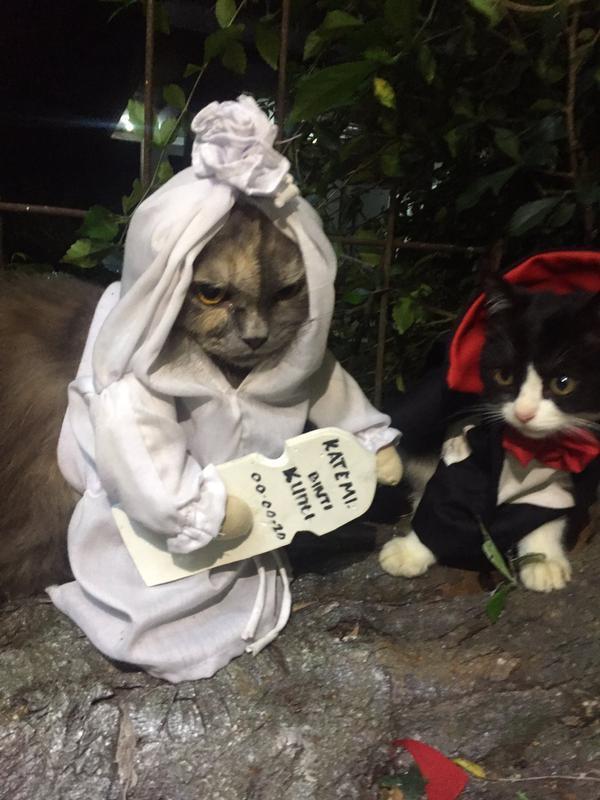 Detail Gambar Kucing Ngakak Nomer 25