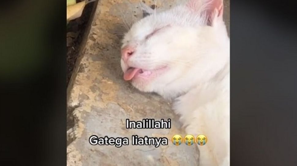 Detail Gambar Kucing Ngakak Nomer 26