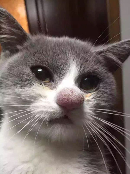 Detail Gambar Kucing Ngakak Nomer 28