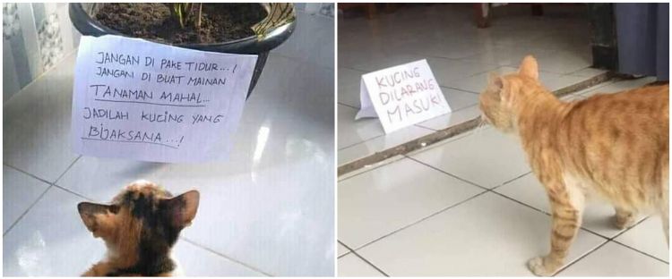 Detail Gambar Kucing Ngakak Nomer 32