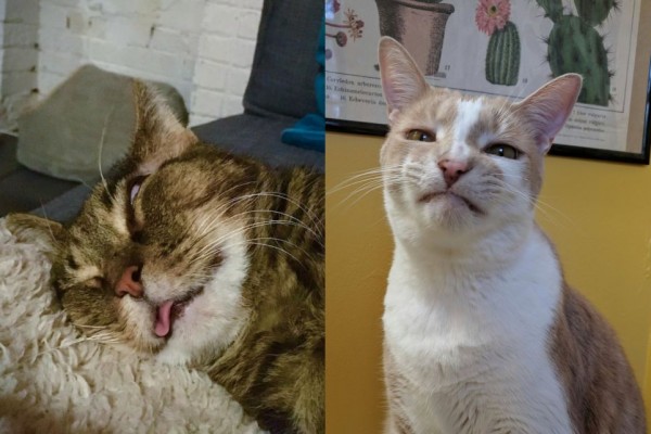Detail Gambar Kucing Ngakak Nomer 36