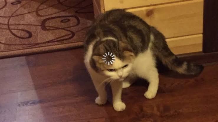 Detail Gambar Kucing Ngakak Nomer 39