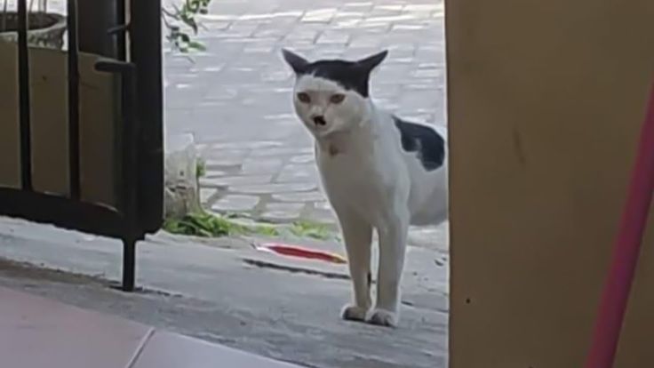 Detail Gambar Kucing Ngakak Nomer 40