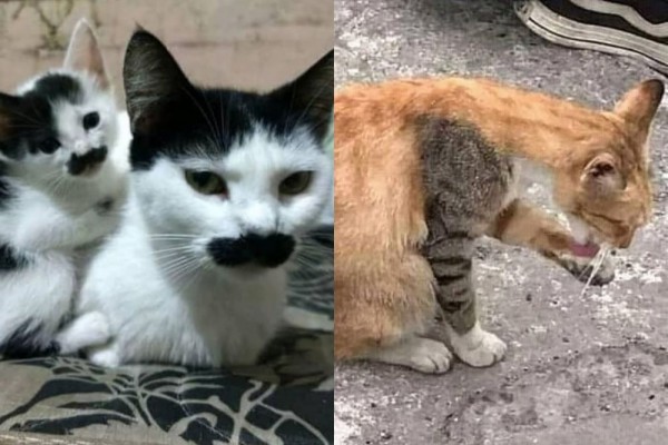 Detail Gambar Kucing Ngakak Nomer 42