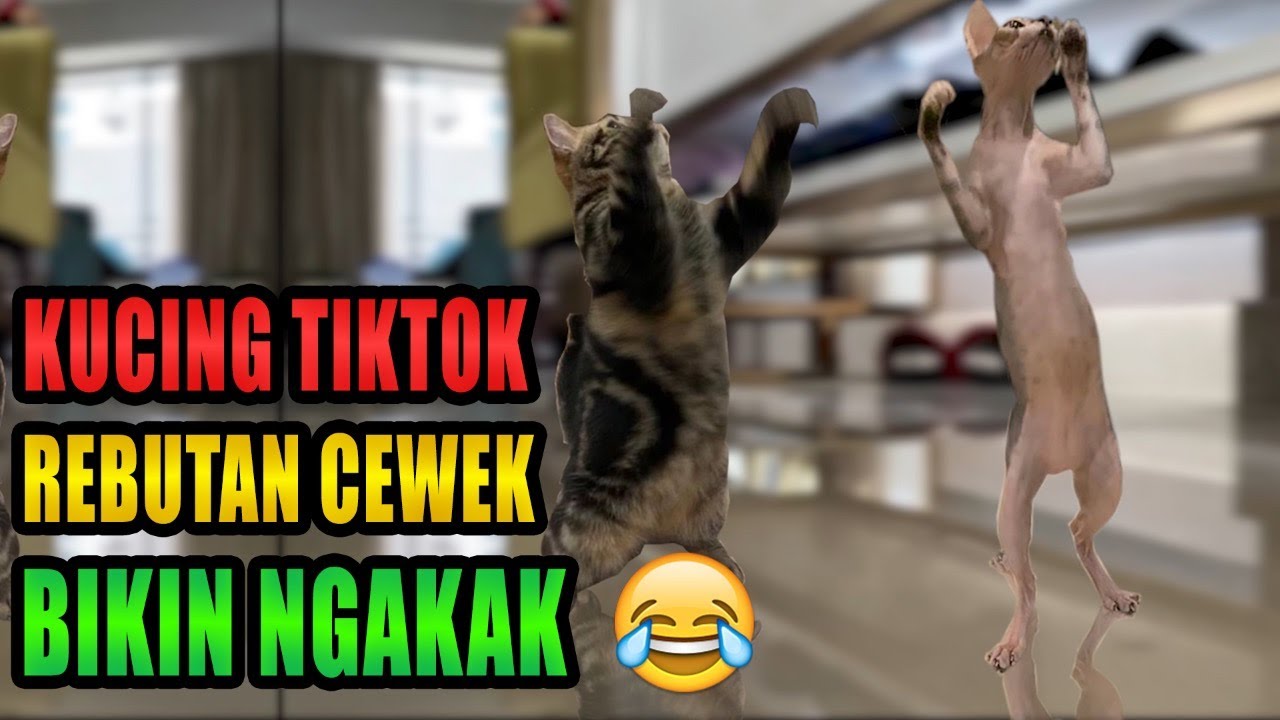 Detail Gambar Kucing Ngakak Nomer 44