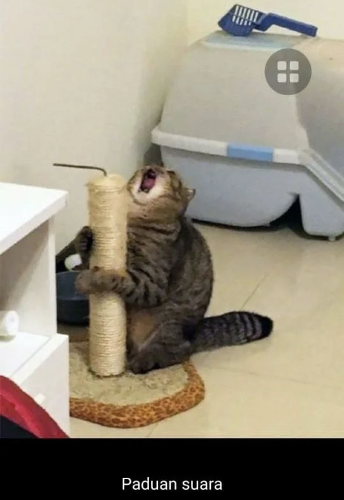 Detail Gambar Kucing Ngakak Nomer 45