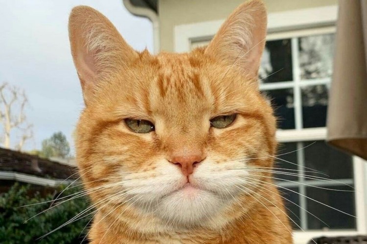 Detail Gambar Kucing Ngakak Nomer 47