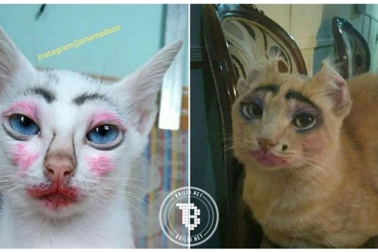 Detail Gambar Kucing Ngakak Nomer 53
