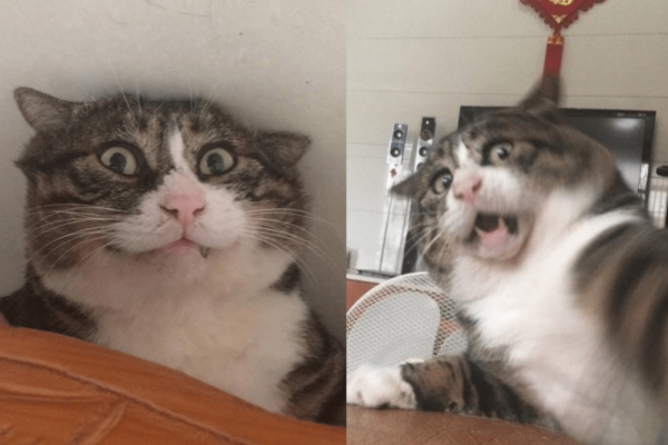 Detail Gambar Kucing Ngakak Nomer 54