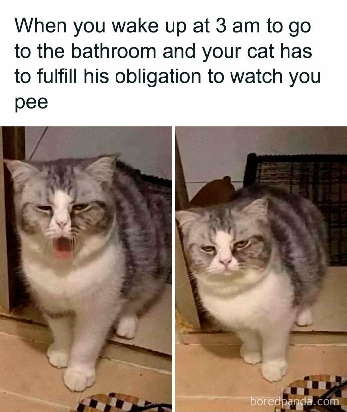 Detail Gambar Kucing Ngakak Nomer 55