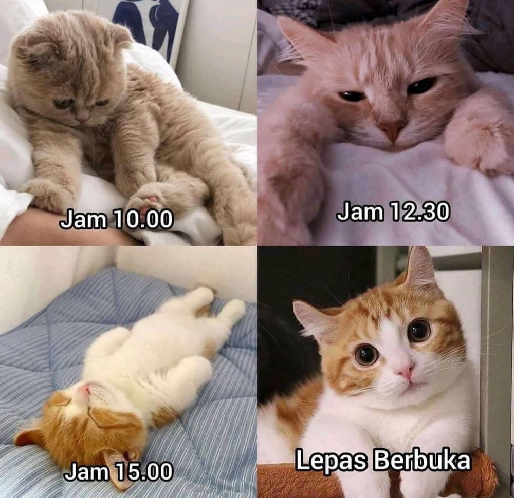 Detail Gambar Kucing Ngakak Nomer 56