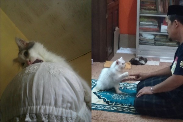 Detail Gambar Kucing Ngakak Nomer 57