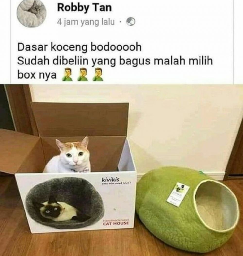 Detail Gambar Kucing Ngakak Nomer 58