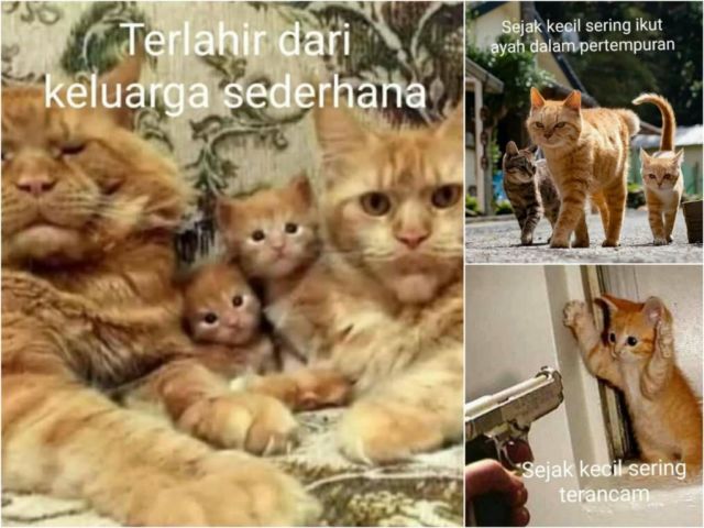 Detail Gambar Kucing Oren Nomer 39