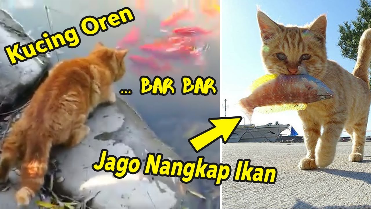 Detail Gambar Kucing Oren Nomer 54